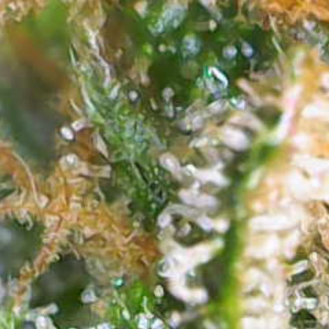 Nahimana - Mystisch - Tatanka Pure CBD growlog timeline photo