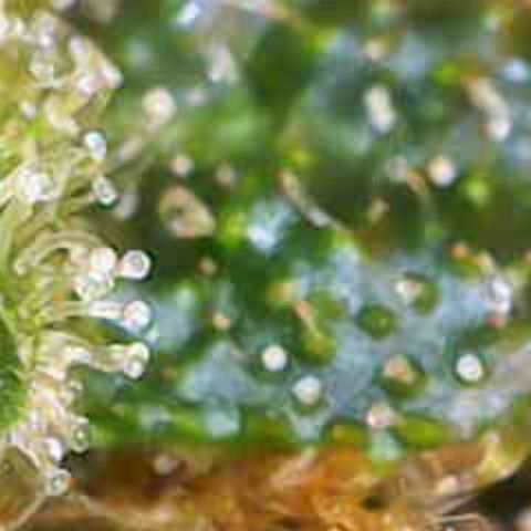 Nahimana - Mystisch - Tatanka Pure CBD growlog timeline photo