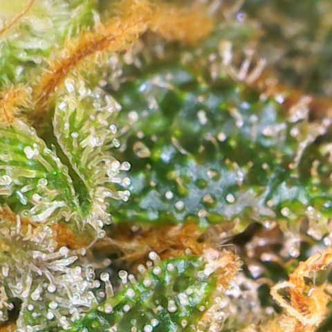 Nahimana - Mystisch - Tatanka Pure CBD growlog timeline photo