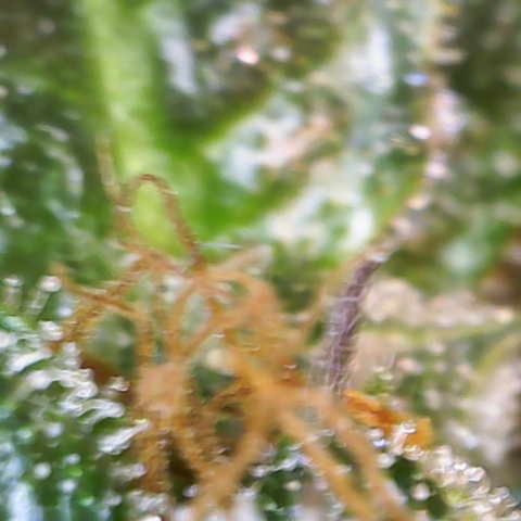 Maimiti - Tropical Mirage Limited Edition von Royal Queen Seeds growlog timeline photo