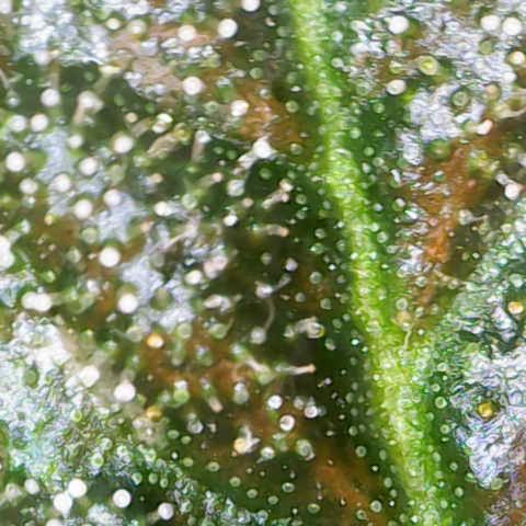 Maimiti - Tropical Mirage Limited Edition von Royal Queen Seeds growlog timeline photo