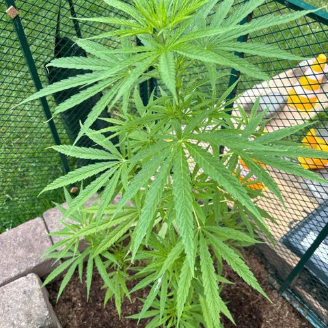 Daau (Stern) Baguio Gold growlog timeline photo