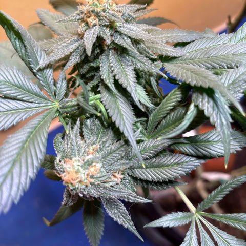 Nahimana - Mystisch - Tatanka Pure CBD growlog timeline photo