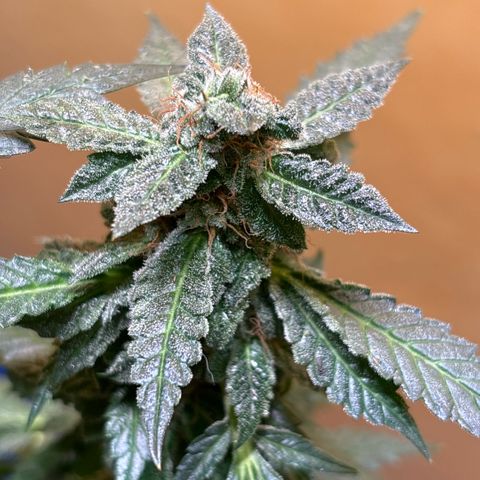 Maimiti - Tropical Mirage Limited Edition von Royal Queen Seeds growlog timeline photo