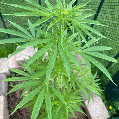 Daau (Stern) Baguio Gold growlog timeline photo