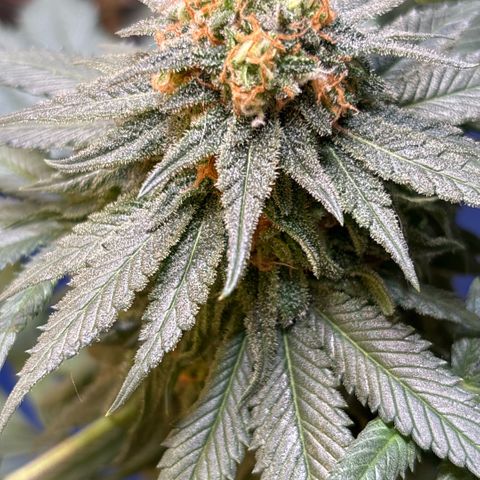 Nahimana - Mystisch - Tatanka Pure CBD growlog timeline photo