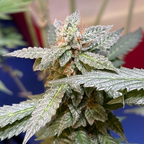 Maimiti - Tropical Mirage Limited Edition von Royal Queen Seeds growlog timeline photo