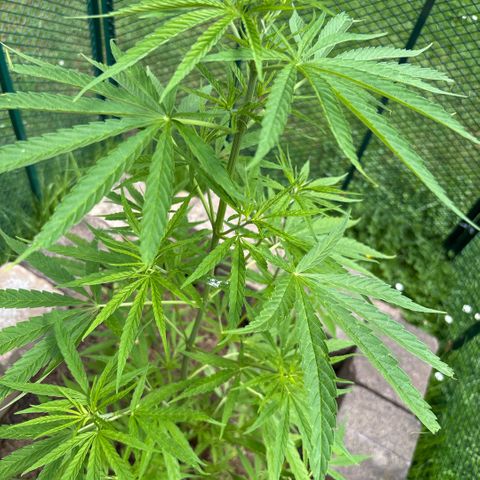 Daau (Stern) Baguio Gold growlog timeline photo