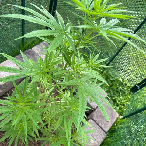 Daau (Stern) Baguio Gold growlog timeline photo