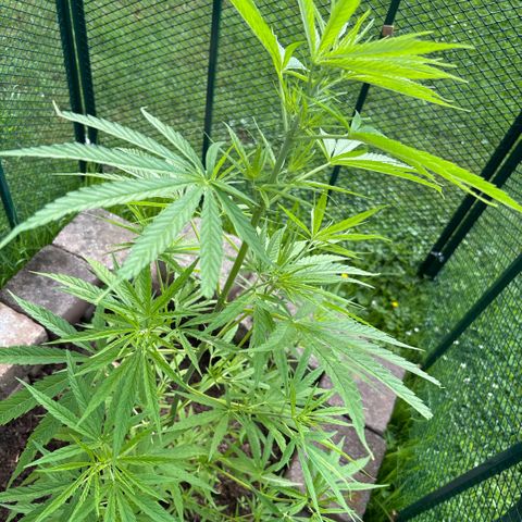Daau (Stern) Baguio Gold growlog timeline photo