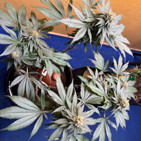 Nahimana - Mystisch - Tatanka Pure CBD growlog timeline photo