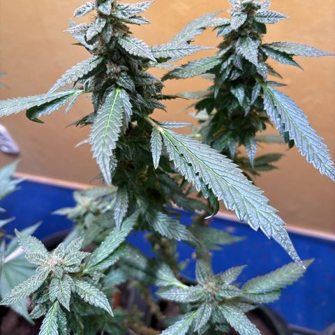 Maimiti - Tropical Mirage Limited Edition von Royal Queen Seeds growlog timeline photo