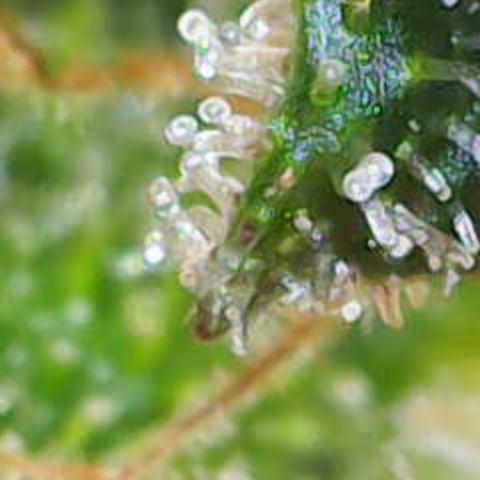 Nahimana - Mystisch - Tatanka Pure CBD growlog timeline photo