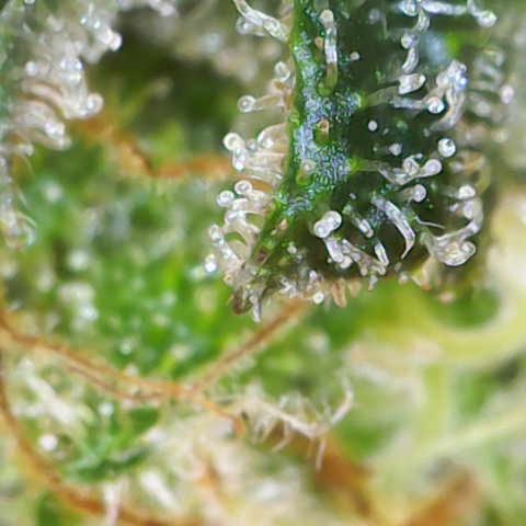 Nahimana - Mystisch - Tatanka Pure CBD growlog timeline photo
