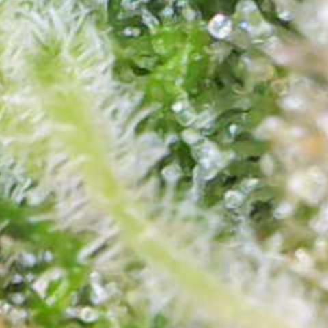 Nahimana - Mystisch - Tatanka Pure CBD growlog timeline photo