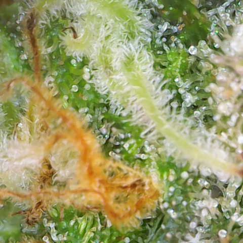 Nahimana - Mystisch - Tatanka Pure CBD growlog timeline photo