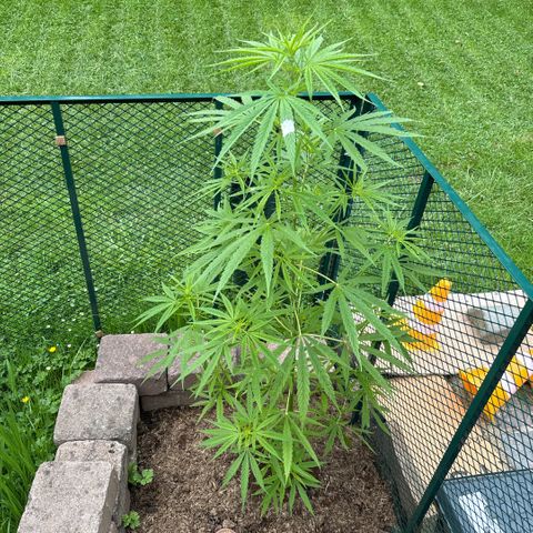 Daau (Stern) Baguio Gold growlog timeline photo