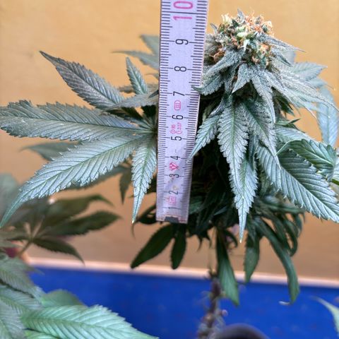 Nahimana - Mystisch - Tatanka Pure CBD growlog timeline photo