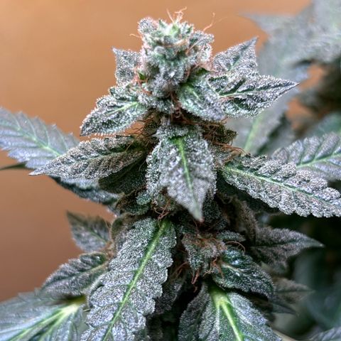 Maimiti - Tropical Mirage Limited Edition von Royal Queen Seeds growlog timeline photo