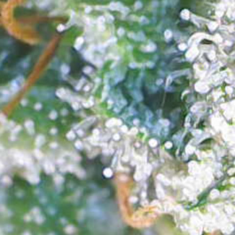 Maimiti - Tropical Mirage Limited Edition von Royal Queen Seeds growlog timeline photo