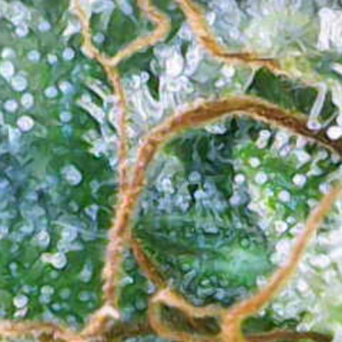Maimiti - Tropical Mirage Limited Edition von Royal Queen Seeds growlog timeline photo