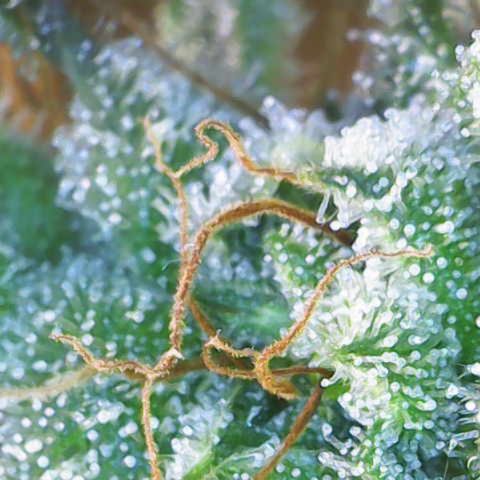 Maimiti - Tropical Mirage Limited Edition von Royal Queen Seeds growlog timeline photo