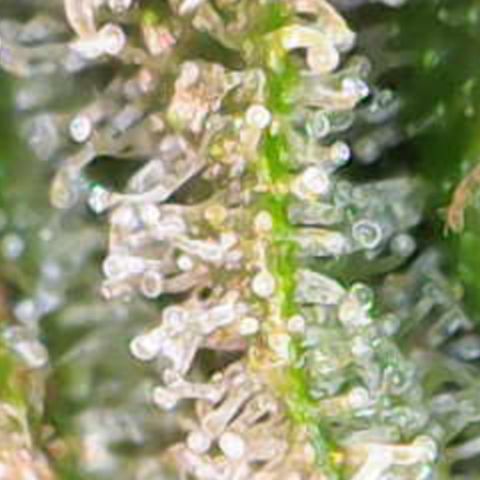 Nahimana - Mystisch - Tatanka Pure CBD growlog timeline photo