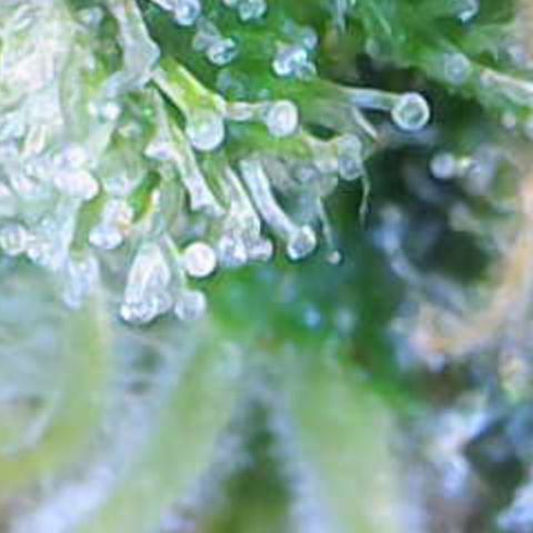 Nahimana - Mystisch - Tatanka Pure CBD growlog timeline photo