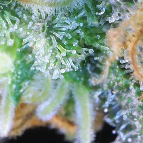 Nahimana - Mystisch - Tatanka Pure CBD growlog timeline photo
