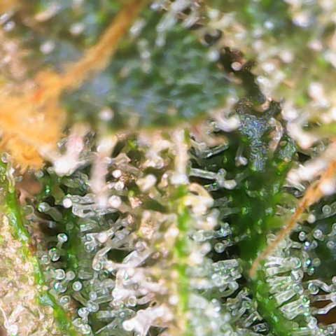 Nahimana - Mystisch - Tatanka Pure CBD growlog timeline photo