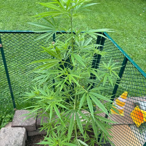 Daau (Stern) Baguio Gold growlog timeline photo