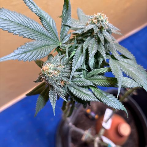Nahimana - Mystisch - Tatanka Pure CBD growlog timeline photo