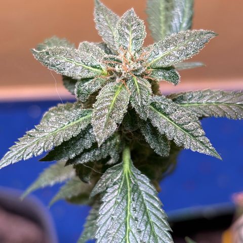 Maimiti - Tropical Mirage Limited Edition von Royal Queen Seeds growlog timeline photo