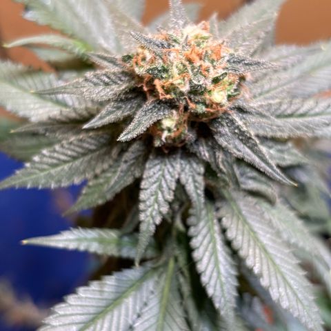 Nahimana - Mystisch - Tatanka Pure CBD growlog timeline photo