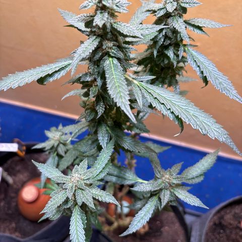 Maimiti - Tropical Mirage Limited Edition von Royal Queen Seeds growlog timeline photo