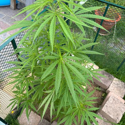 Daau (Stern) Baguio Gold growlog timeline photo