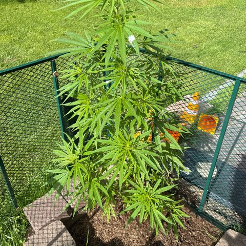 Daau (Stern) Baguio Gold growlog timeline photo