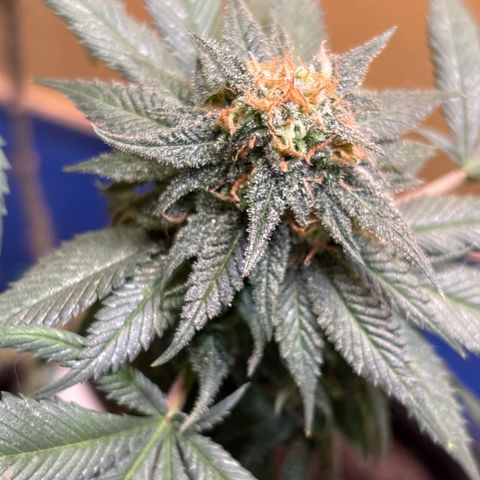 Nahimana - Mystisch - Tatanka Pure CBD growlog timeline photo