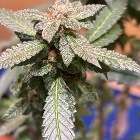 Maimiti - Tropical Mirage Limited Edition von Royal Queen Seeds growlog timeline photo