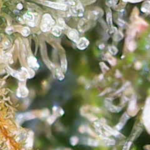 Nahimana - Mystisch - Tatanka Pure CBD growlog timeline photo