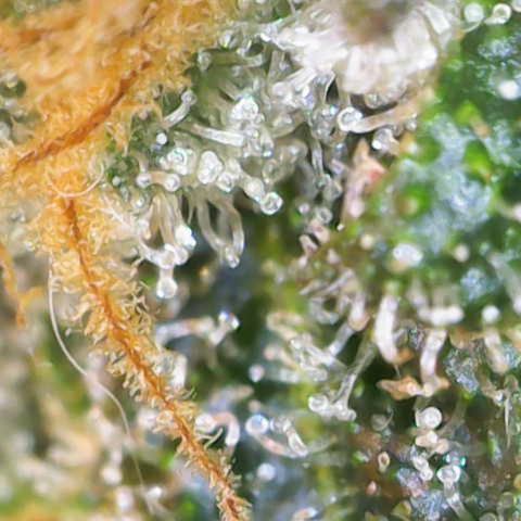 Nahimana - Mystisch - Tatanka Pure CBD growlog timeline photo