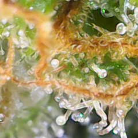 Nahimana - Mystisch - Tatanka Pure CBD growlog timeline photo