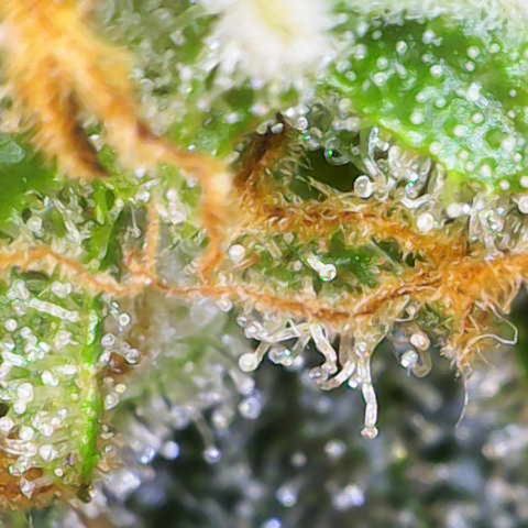 Nahimana - Mystisch - Tatanka Pure CBD growlog timeline photo