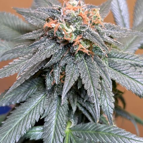 Nahimana - Mystisch - Tatanka Pure CBD growlog timeline photo