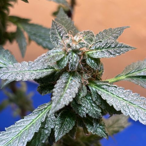 Maimiti - Tropical Mirage Limited Edition von Royal Queen Seeds growlog timeline photo