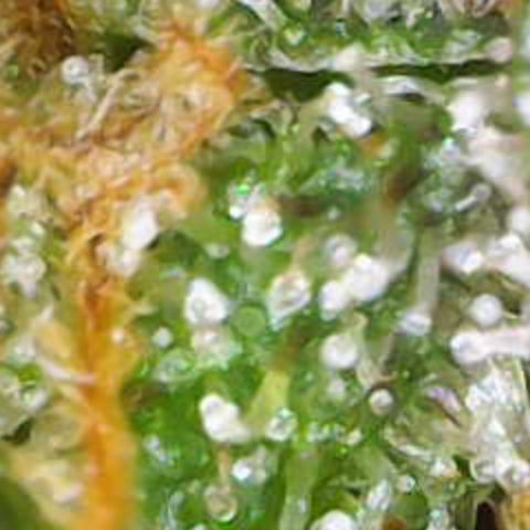 Nahimana - Mystisch - Tatanka Pure CBD growlog timeline photo