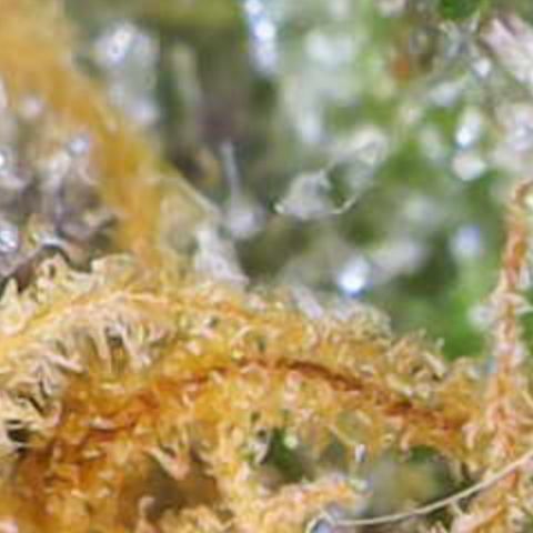 Nahimana - Mystisch - Tatanka Pure CBD growlog timeline photo
