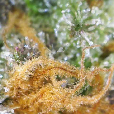 Nahimana - Mystisch - Tatanka Pure CBD growlog timeline photo