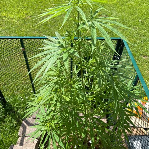 Daau (Stern) Baguio Gold growlog timeline photo