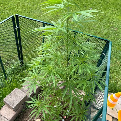 Daau (Stern) Baguio Gold growlog timeline photo